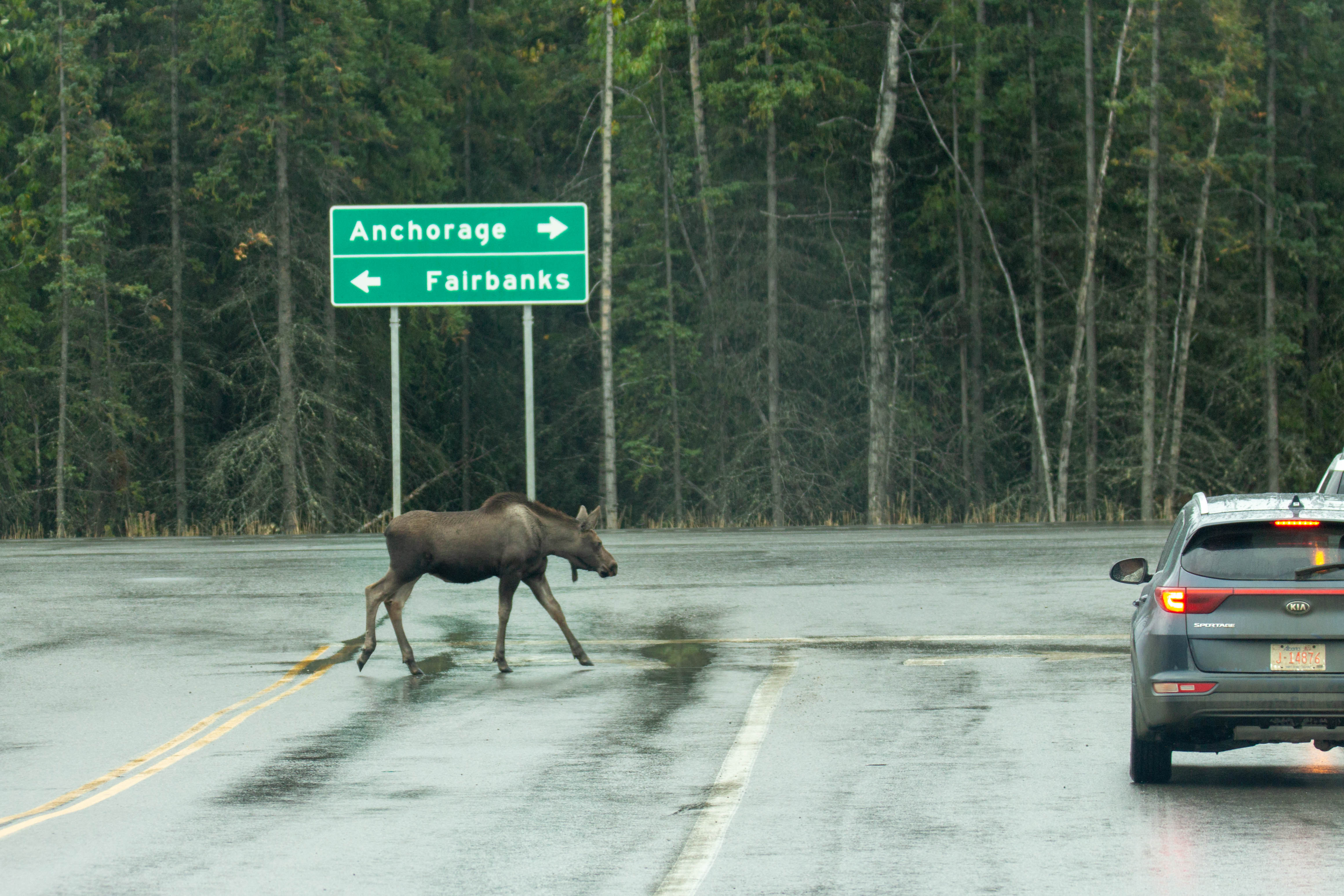 Bébé moose